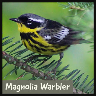 Magnolia Warbler
